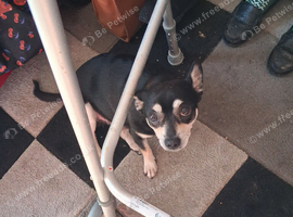 10 year old chihuahua boy