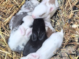 3 baby bunnies