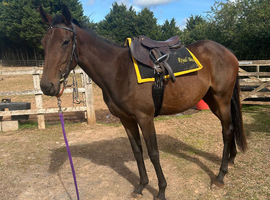 Bambi,3yo bay tb mare 15.2hh