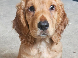 Beautiful Red Cocker spaniel