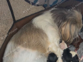 Imperial Shih Tzu puppies