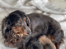 Gorgeous dachshund puppies
