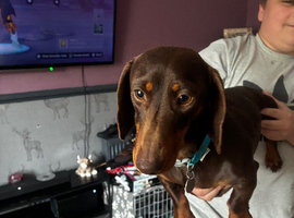 Dachshund n