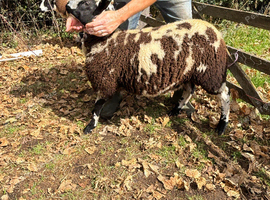 Dutch sheep grade 2 and 3