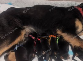 Beautiful FB1 Rottweiler puppys