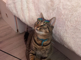 1 year old boy indoor cat