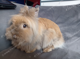 12mnth old lionhead proven doe