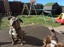 Looking for a stud for my boy blue