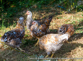 SWEDISH FLOWER HEN - VARIOUS PULLETS - RARE LANDRACE BREED