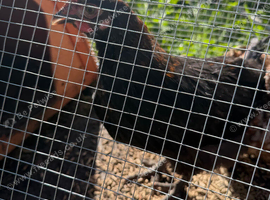 2 French copper marans