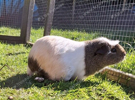 3 female guinea pigs for sale