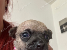Chihuahua puppies