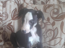 2 boys available whippet pups