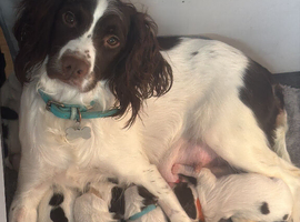 2 sprocker pups for sale