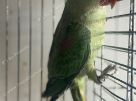BABY ALEXANDRINE PARROT