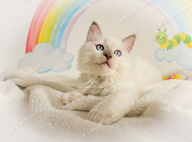 GCCF Registered Ragdoll Kittens