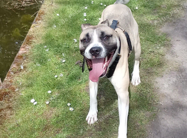 Staffy x named milo