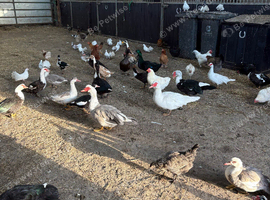Ducks Moscovy