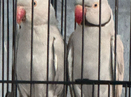 Beautiful VIP Pale/grey bonded indian ringneck mutation pair