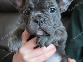 French bulldog puppies