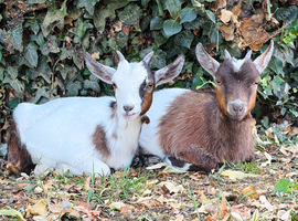 Two Female Pygmy Goats - Friendly Bonded Pair - Retford