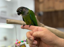 Green cheek conure