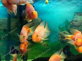 Tropical fish