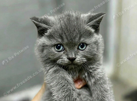 Stunning quality BSH kittens..bundles of joy