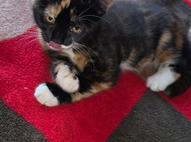 Cat for sale