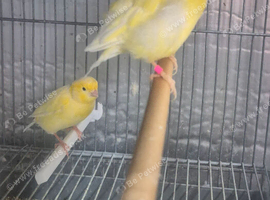 Pair of fife canary