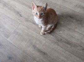 Ginger Kitten