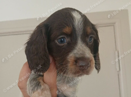 Working cocker spaniel puppies