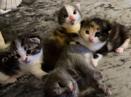 3 girl tabby kittens ready to leave 12th October