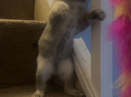 Ragdoll X British Short Hair