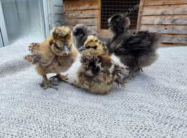 Silkie Chicks