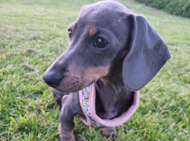 Beautiful Blue and Tan Kc Registered Miniature Dachshund