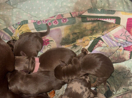 A beautiful litter of dachshunds