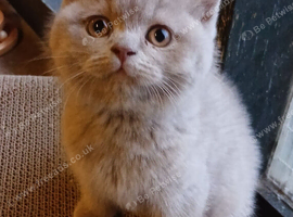 Beautiful British Shorthaired lilac female kitten