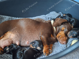 Miniature dachshund