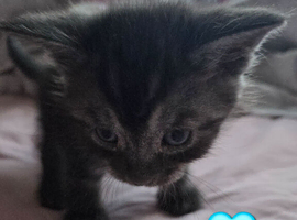 Stunning kittens ready end of June