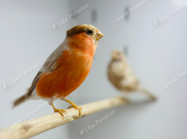 Siberian Bullfinch
