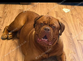 18 month male Kc reg Dogue
