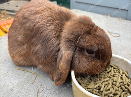 Male lop