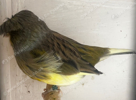 1 pair of gloster canary&rsquo;s