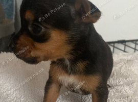 1 puppy remaining* patterjacks for sale