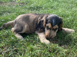 Gorgeous KC Show cocker spaniel