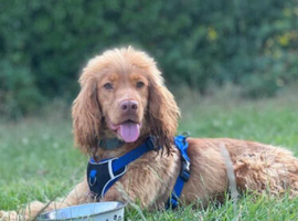 Special Guardianship Home Wanted for KC Registered Golden Show Cocker Spaniel