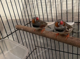 young male zebra finches