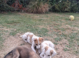 3 saluki greyhound x saluki collie greyhound pups