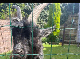 Pigmy goats